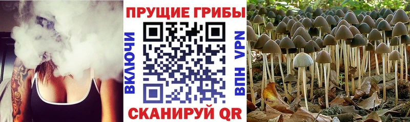 блэк спрут ONION  Златоуст  Галлюциногенные грибы Psilocybine cubensis 